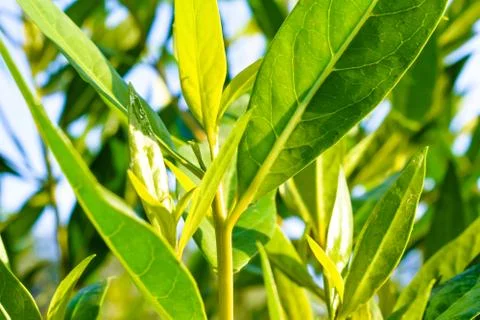 Fast growing Conocarpus erectus tree with lots of fresh and healthy green Stock Photos