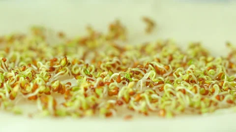 Fast Growing cuckooflower sprouts - time lapse growing plant Stock Footage 38209713