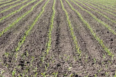 Fast growing maize plants in the clouds. Stock Photos