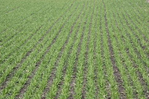 Fast growing wheat plants in the clouds. Stock Photos