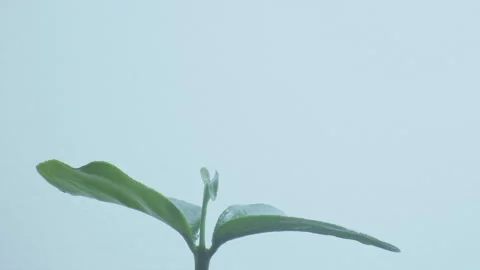Fast growth time lapse Stock Footage 148810461