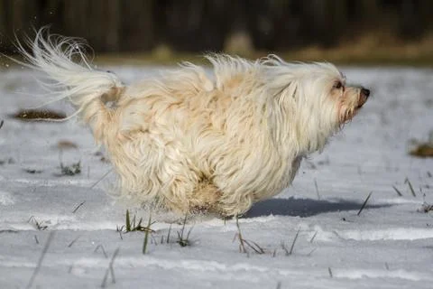 Fast havanese Stock Photos