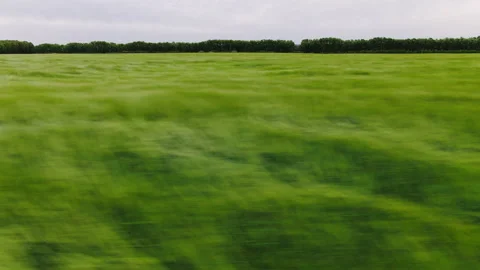 Fast horizontal flight over a green, unplowed field with wheat Stock Footage 141126152