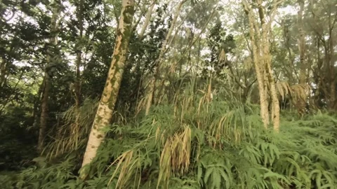 Fast horizontal pane view look out and around from tropical forest with dense ve Stock Footage 245443555