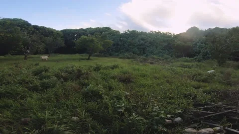 Fast horizontal pane view of wild outdoor domestic agricultural farm site with a Stock Footage 237619889