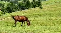 Fast horse HD Footage