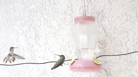 Fast Hummingbird attack at feeder 240fps slow motion Stock Footage 90684721