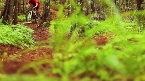 Fast Intense Mountain Biking Forest Trail. Outdoor Sports Healthy Lifestyle.  Stock Footage 54596389