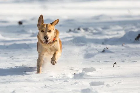 Fast Labrador Stock Photos
