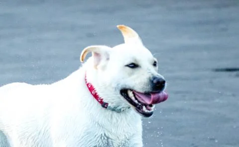 Fast Labrador Stock Photos