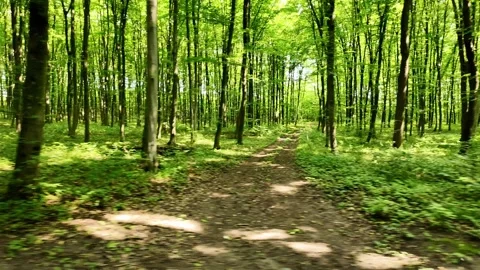 Fast lateral camera movement through a forest, creating the impression of sho Stock Footage 328982230