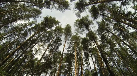 Fast Looking Up To The Sky In Forest With Height Trees Stock Footage 41766360