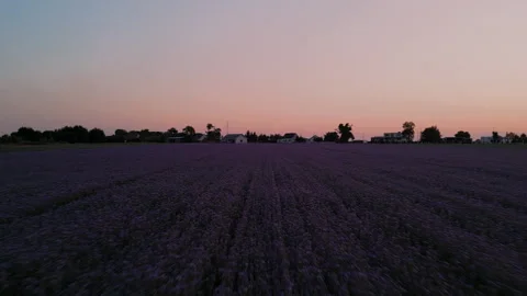 Fast Low Aerial Drone Flight Over Purple Phacelia Field at Sunset Stock Footage 324966843