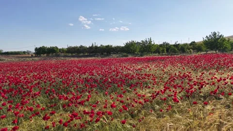 Fast Low Aerial Flight Over Red Poppy Field Stockbeeldmateriaal 344996667
