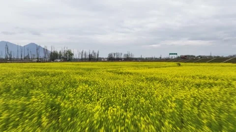 Fast, low-altitude forward drone shot of yellow mustard crop in Kashmir Valley Stock-Footage 333794955