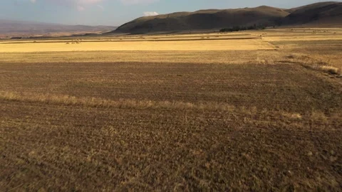 Fast Low Drone Flight Over Golden Fields With Birds Flying Across Frame Stock Footage 308857634