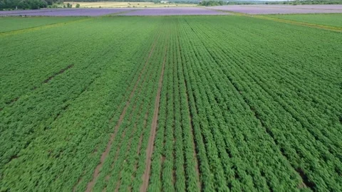 Fast low drone flight over green field Video stock 329054835