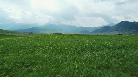 Fast low flight over field of flowers in the mountains Video stock 199139153