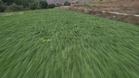 Fast low flight skims a lush green Chalus Road crop field, motion across dense Stock Footage 343907472