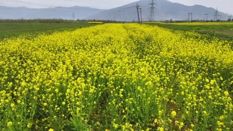 Fast low-level aerial shot yellow Mustard farmland in Kashmir, India. Stock-Footage 333794672