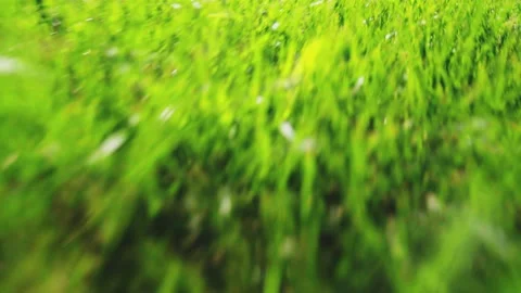 Fast low view of grass Stock Footage 130866357
