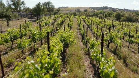 Fast low wine vineyard grape canopy center row aerial on a sunny day Stock Footage 145021904