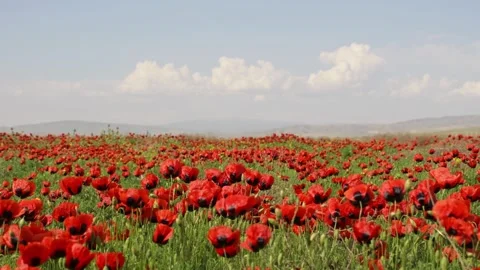 Fast motion artistic breathtaking static view of endless poppy field in ful.. Stock-Footage 309198178