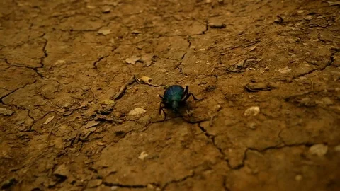 Fast motion bug Stock Footage 77766357