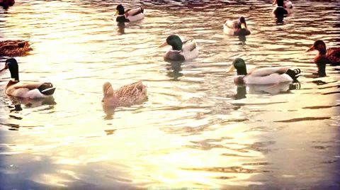Fast motion ducks  Stock-Footage 4041514