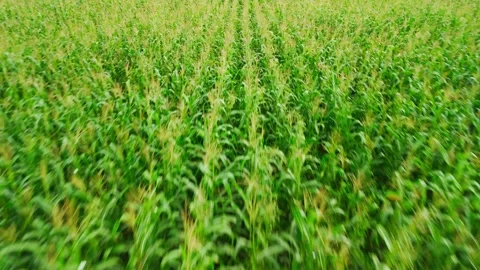 Fast motion over a green cornfield Stock Footage 307130602