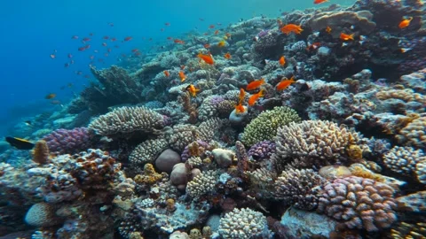 Fast motion over reef ridge covered with colorful corals and many small tropical Stock Footage 336231313