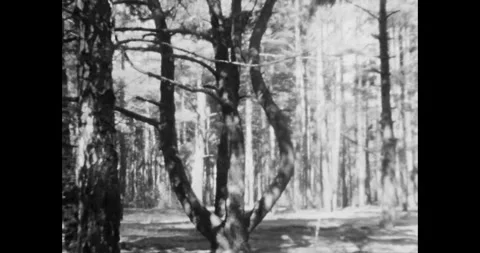 Fast Motion Panning Shot Through a Mysterious Black and White Forest Stock Footage 323262474