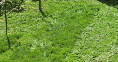 Fast motion timelapse of man with lawnmower cutting the grass in the yard Stock Footage 333936977