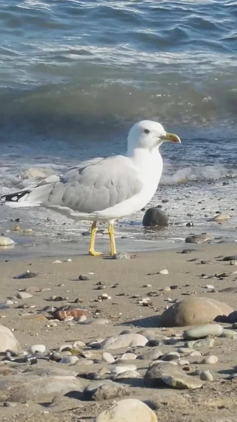 Fast motion vertical Full HD video of coastal wildlife, showing a seagull's Vídeos de archivo 334627799