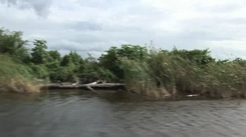 Fast Motion View of Swamp Land from A Boat 動画素材 19030973