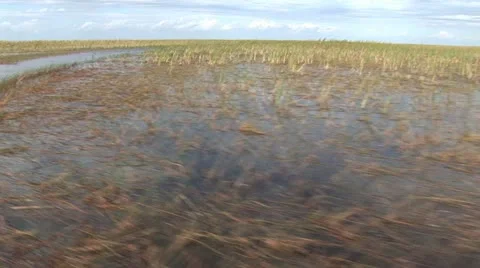 Fast Motion View Of Swamp Landscape Video stock 19202194