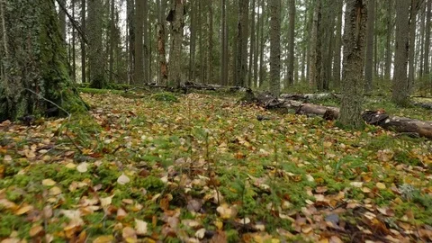 Fast motion of walking through autumn forest, steadicam shot Video stock 81505976