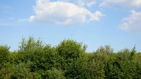Fast motion of a white small gull over river and trees Stock Footage 115214919