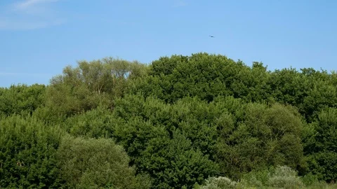 Fast motion of a white small gull over river and trees Stock Footage 115215932