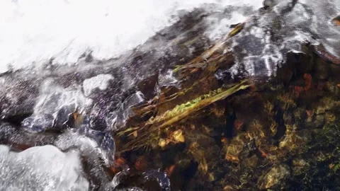 Fast mountain river. Algae in a mountain river. Mountain Creek. Spring stream. A Stock Footage 171996785