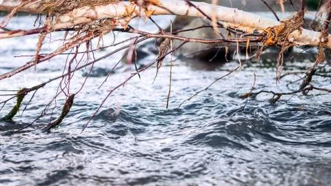 Fast Mountain River Flow under Branches of the Fallen Birch Tree Trunk. Stock Photos