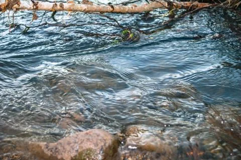Fast Mountain River Flow under Branches of the Fallen Birch Tree Trunk. Stock Photos
