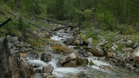Fast mountain river flow in wild forest. Scenic panorama. Wide shoot. Stock Footage 90834147