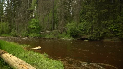 Fast mountain river flowing through forest in a summer day Stock Footage 159981472