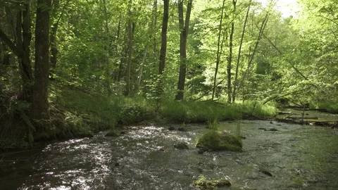 Fast mountain river flowing through forest in a summer day Stock Footage 159981896