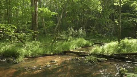 Fast mountain river flowing through forest in a summer day Stock Footage 159981930