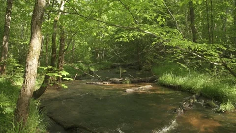 Fast mountain river flowing through forest in a summer day Stock Footage 159981953