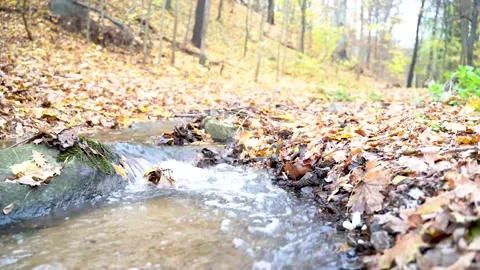 Fast mountain river flows through autumn forest with yellow leaves on ground Stock Footage 168315649