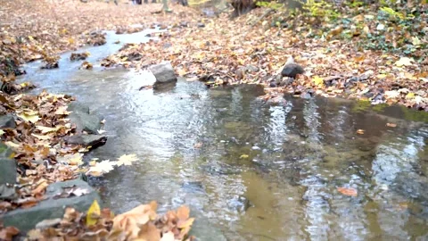 Fast mountain river flows through autumn forest with yellow leaves on ground Stock Footage 168315731