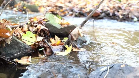 Fast mountain river flows through autumn forest with yellow leaves on ground Stock Footage 168315939